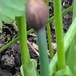 Allium schoenoprasum Õis