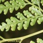 Culcita macrocarpa 葉