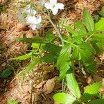 Cardamine heptaphyllaFlower