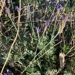 Lavandula multifida Leaf