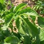 Solanum tuberosum Foglia