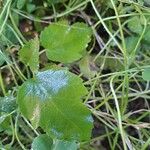 Betula pubescens Blad