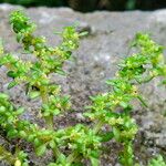 Pilea microphylla Buveinė