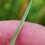 Helictochloa pratensis Feuille