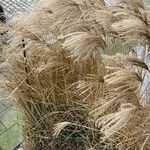 Miscanthus sinensis Fruit