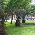 Elaeis guineensis Habit