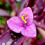 Tradescantia pallidaBlomst