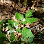 Cardamine chelidonia 葉