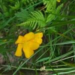 Ranunculus breyninus Blodyn