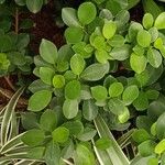 Ficus microcarpa Fruit