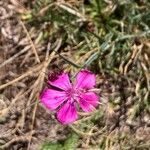 Dianthus carthusianorumKvet