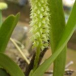 Polystachya polychaete Flower