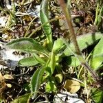 Erigeron neglectus Diğer
