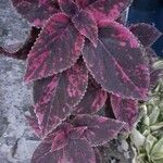 Coleus decurrens葉