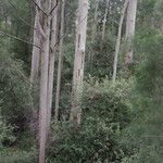 Eucalyptus diversicolor Habit