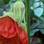 Callianthe picta Λουλούδι