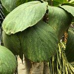 Cyphostemma currorii Vivejo