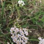 Achillea odorataLorea