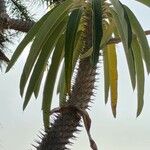 Pachypodium lamerei Leaf