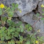 Medicago coronata Other