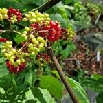 Aralia racemosa Fruit