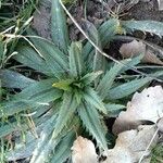 Plantago serraria Frunză