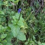 Stachytarpheta jamaicensis Feuille