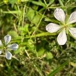 Geranium richardsonii Lorea