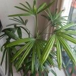 Rhapis excelsa Hostoa