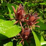 Calycanthus floridus 花