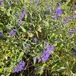 Caryopteris × clandonensis Yeri