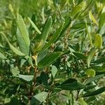 Myrica gale Leaf