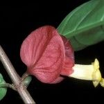Drymonia coccinea Flower