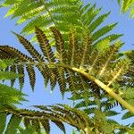 Cyathea australis पत्ता