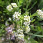 Valerianella coronata Květ