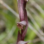 Serapias bergonii Floare