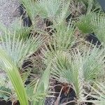 Washingtonia filifera 葉