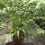 Dicksonia antarctica 葉