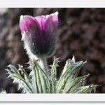 Anemone montana List