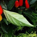 Capsicum annuum 葉