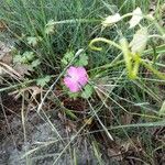 Dianthus carthusianorumFlor