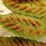 Asplenium barteri Otro