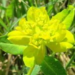 Euphorbia verrucosa