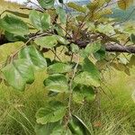 Annona senegalensis Levél