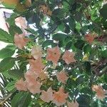 Brugmansia arborea Flor