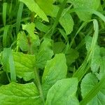 Lactuca muralis Leaf