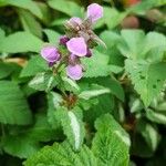 Lamium maculatum 花