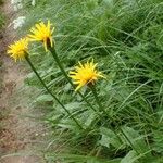 Crepis pontana Hàbitat