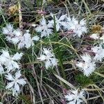 Dianthus arenarius Habit