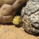 Larryleachia picta Flors